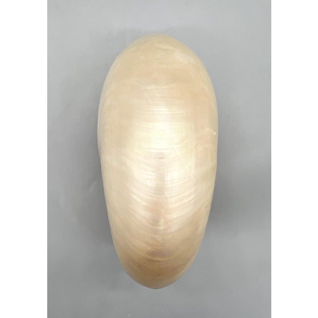 Shell Large Natural Polished Nautilus Shell Specimen – Coastal / Organic Modern For Sale - Image 7 of 9