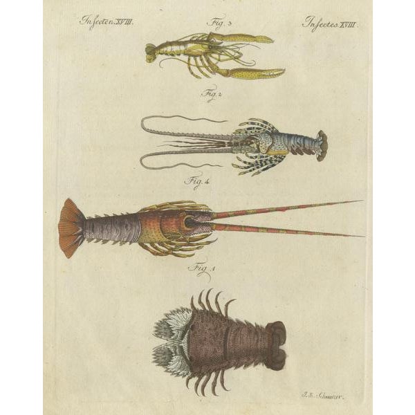 Friedrich Justin Bertuch, Various Lobster and Shrimp, Paper For Sale - Image 3 of 6