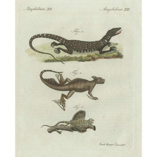 Black Bertuch, Exotic Lizards and Flying Dragon, 1800, Engraving For Sale - Image 8 of 9