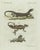 Black Bertuch, Exotic Lizards and Flying Dragon, 1800, Engraving For Sale - Image 8 of 9