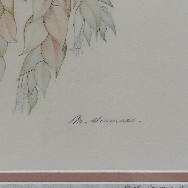 Margot Weemaes 1981 Beloperone Guttata Botanical Portfolio Print For Sale - Image 4 of 11