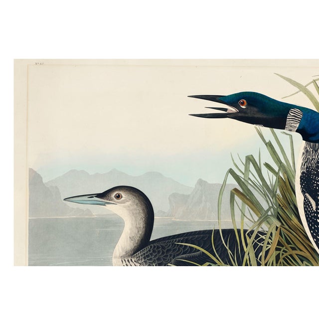 Not Yet Made - Made To Order Great Northern Diver or Loon, Vintage Art Print Reproduction From Birds of America by John James Audubon, 30" X 20" For Sale - Image 5 of 10