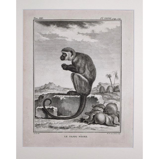 Chinoiserie 18th Century Original French Monkey Engraving by Buffon 1789 For Sale - Image 3 of 8