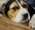 Anita Baarns - Cute Foxhound Puppy Relaxing -Oil Painting For Sale - Image 4 of 8