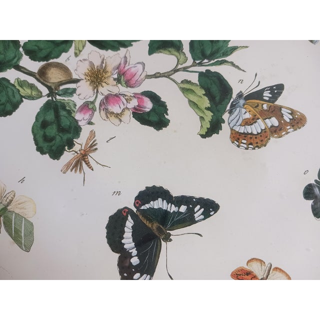 Sculpture Materials 1700's Butterfly Natural History Engravings Reproductions in Contemporary Mirror Frames For Sale - Image 7 of 14