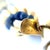 18k Yellow Gold Rope Bracelet With Blue Sapphire Accents For Sale In New York - Image 6 of 7