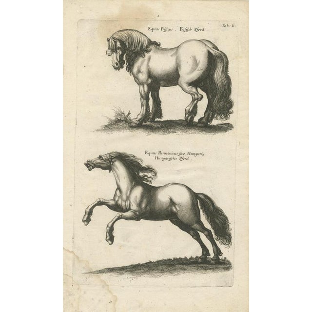 Jonstonus & Merian, Early Frisian and Hungarian Horse Engraving, 1650, Engraving For Sale - Image 12 of 12