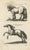 Jonstonus & Merian, Early Frisian and Hungarian Horse Engraving, 1650, Engraving For Sale - Image 12 of 12