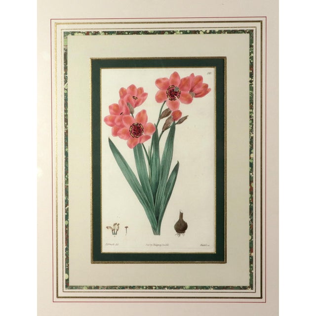 Botanical Hand-Colored Copperplate Engraving of Heart-Leaved Lychnidea and Streptanthera Cuprea by Edward Dalton Smith For Sale In Philadelphia - Image 6 of 15