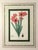 Botanical Hand-Colored Copperplate Engraving of Heart-Leaved Lychnidea and Streptanthera Cuprea by Edward Dalton Smith For Sale In Philadelphia - Image 6 of 15