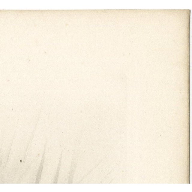 Beige After Lilian Medland, Drake on the Water, 1909, Print For Sale - Image 8 of 12