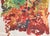 Sabine Ebel, Watercolor Imperial Crowns in the Garden, 1964, Watercolor For Sale - Image 6 of 9