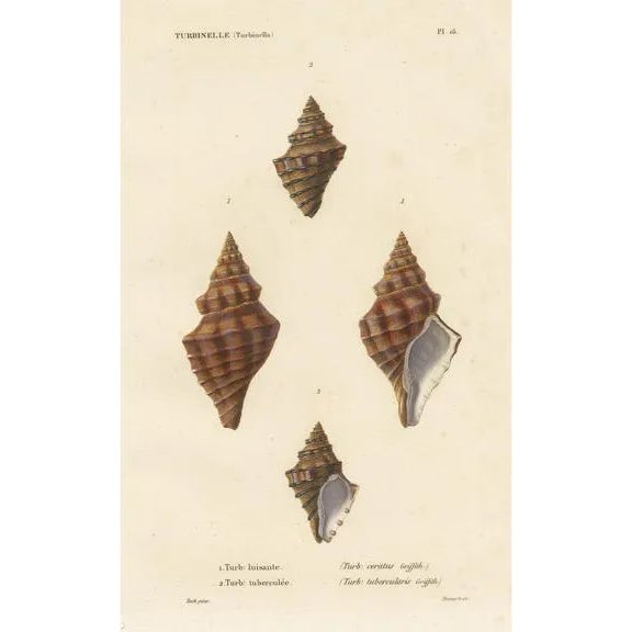 Kiener, Turbinelle Shell, 1840, Print | Chairish