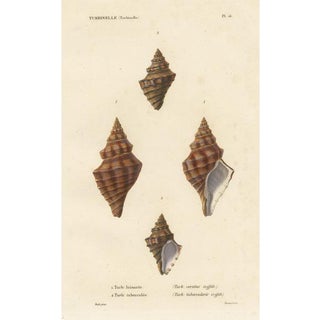 Kiener, Turbinelle Shell, 1840, Print For Sale