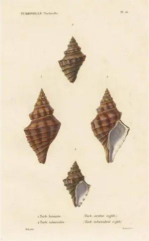Kiener, Turbinelle Shell, 1840, Print