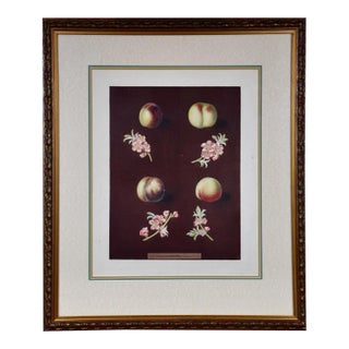 Peaches, Nectarines: George Brookshaw 'S 19th C. Framed Hand-Colored Aquatint, 1804 For Sale