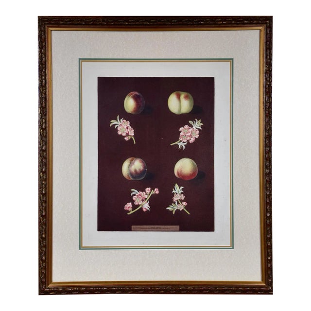 Peaches, Nectarines: George Brookshaw 'S 19th C. Framed Hand-Colored Aquatint, 1804 For Sale