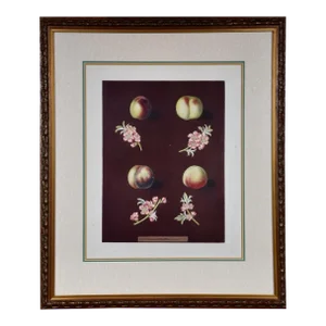 Peaches, Nectarines: George Brookshaw 'S 19th C. Framed Hand-Colored Aquatint, 1804