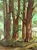"Back Road" California Redwoods Santa Cruz County original Oil Painting Oil painting of the California Redwoods by Gorman...