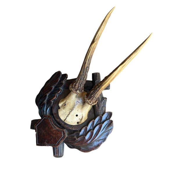 Cabin Roe Deer Trophy 171 Black Forest Antlers For Sale - Image 3 of 5