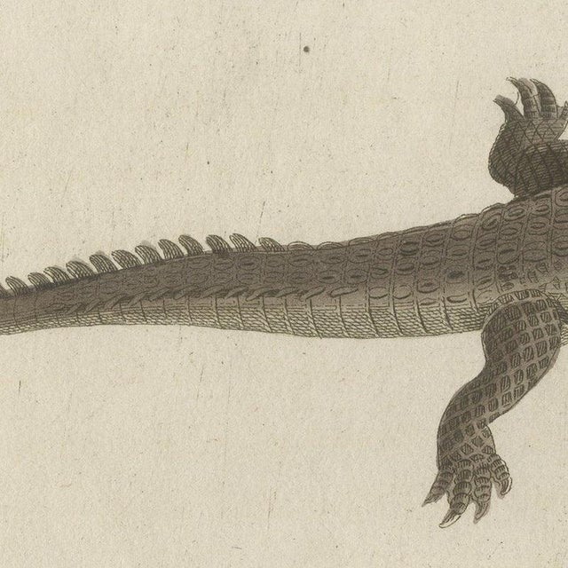 Beige Bertuch, Crocodile with a Study of Its Skull, 1809, Print For Sale - Image 8 of 12