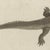 Beige Bertuch, Crocodile with a Study of Its Skull, 1809, Print For Sale - Image 8 of 12