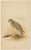 John L. Ridgway, Dwarf Screech Owl, Burrowing Owl and Great Horned Owl, 1893, Paper, Set of 3 For Sale - Image 3 of 6