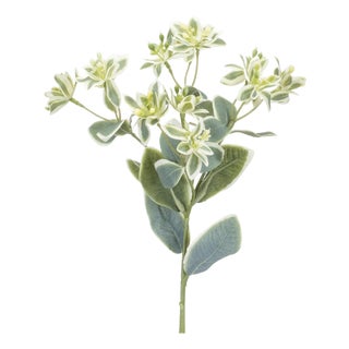 Euphorbia Floral Stem (Set of 6) For Sale