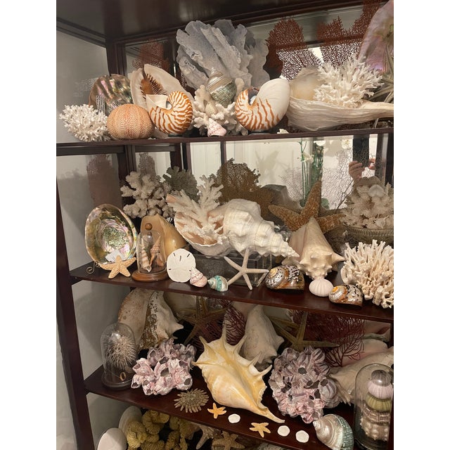 1900-1909 Great Seaworld Sea Shells Specimens Collection in Chinese Chinoiserie Rosewood Carved Vitrine For Sale - Image 12 of 14