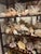 1900-1909 Great Seaworld Sea Shells Specimens Collection in Chinese Chinoiserie Rosewood Carved Vitrine For Sale - Image 12 of 14