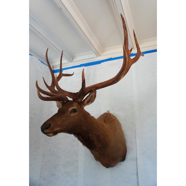 Elk 12 Point Mount Head and Bust 6 points 6 points + small point ~39" antlers Would look beautiful on its own above a...