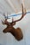 Elk 12 Point Mount Head and Bust 6 points 6 points + small point ~39" antlers Would look beautiful on its own above a...