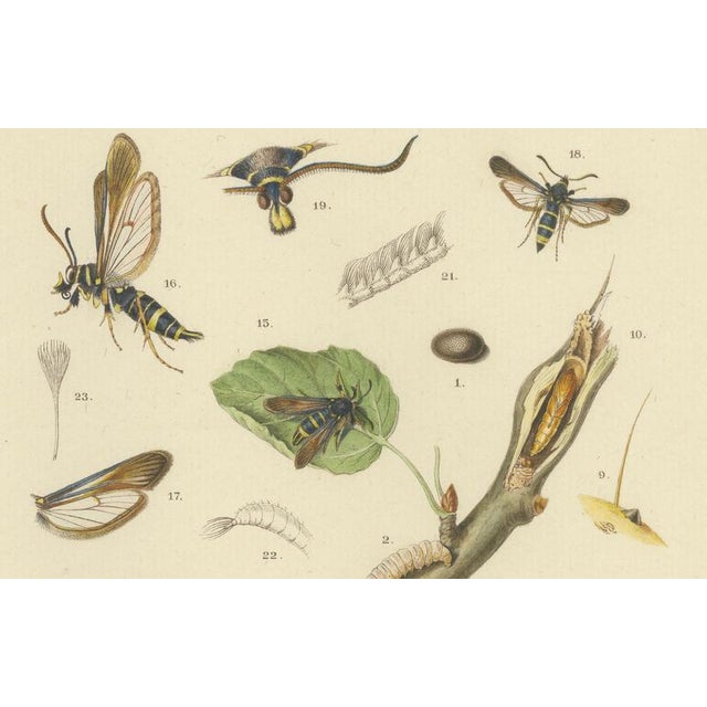 Sepp & Brants, Sciapteron Xystophora Moths, 1906, Paper, Set of 2 For Sale - Image 6 of 13