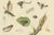 Sepp & Brants, Sciapteron Xystophora Moths, 1906, Paper, Set of 2 For Sale - Image 6 of 13