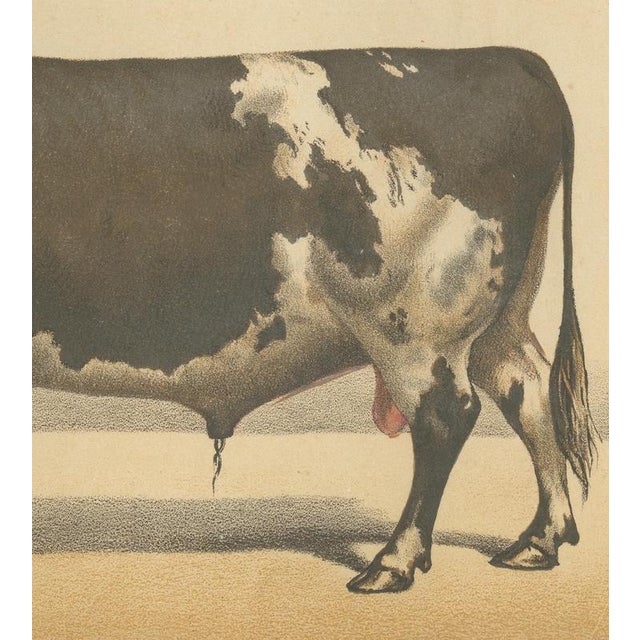 Olivier De Penne, Durham Shorthorn Bull, British Cattle, 1863, Chromolithograph For Sale - Image 6 of 9