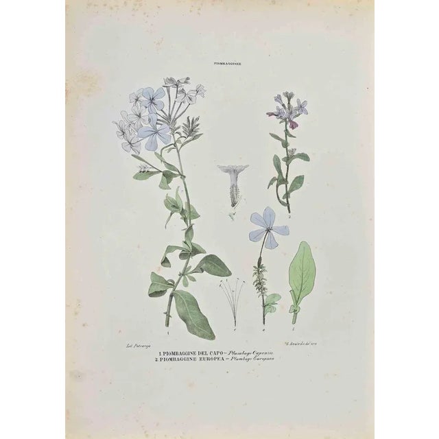 Lithograph hand watercolored. Belongs to the Series "Atlante di Botanica popolare ossia Illustrazione di Piante Notevoli...