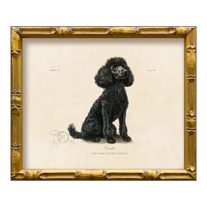 Reproduction Art Print of Vintage "World of Dogs" Illustration (Black Poodle), Framed