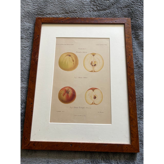 Sculpture Materials Series of 4 19th C Hand Colored Engravings of Apples For Sale - Image 7 of 17