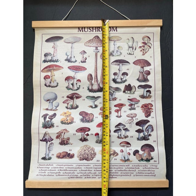 Late 20th Century Vintage Mushroom Botanical Canvas Chart With Wood Rails, European Fungi Study Organic Modern Wall Hanging For Sale - Image 5 of 6