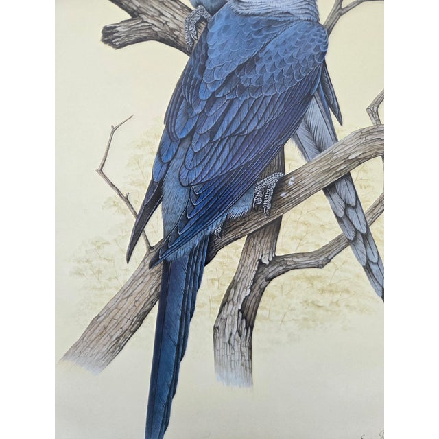 Mid-Century Modern 1988 Eric Peake Spix's Macaw Signed Limited Edition Print For Sale - Image 4 of 9