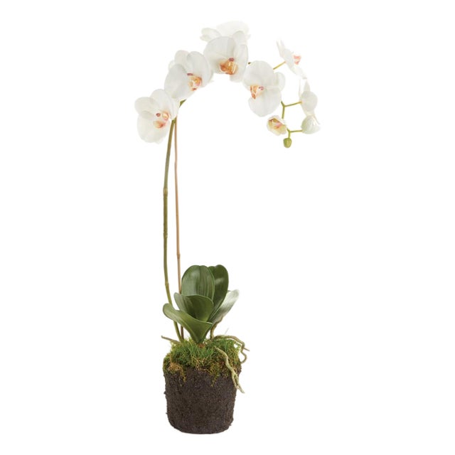 Phalaenopsis Orchid Drop-In 26" For Sale