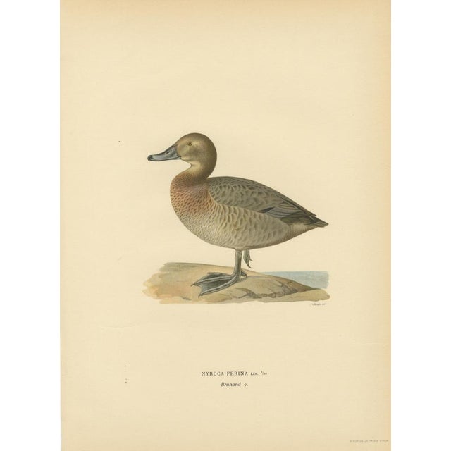 Scandinavian Duck Prints, 1929, Set of 6 For Sale - Image 3 of 9