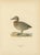 Scandinavian Duck Prints, 1929, Set of 6 For Sale - Image 3 of 9