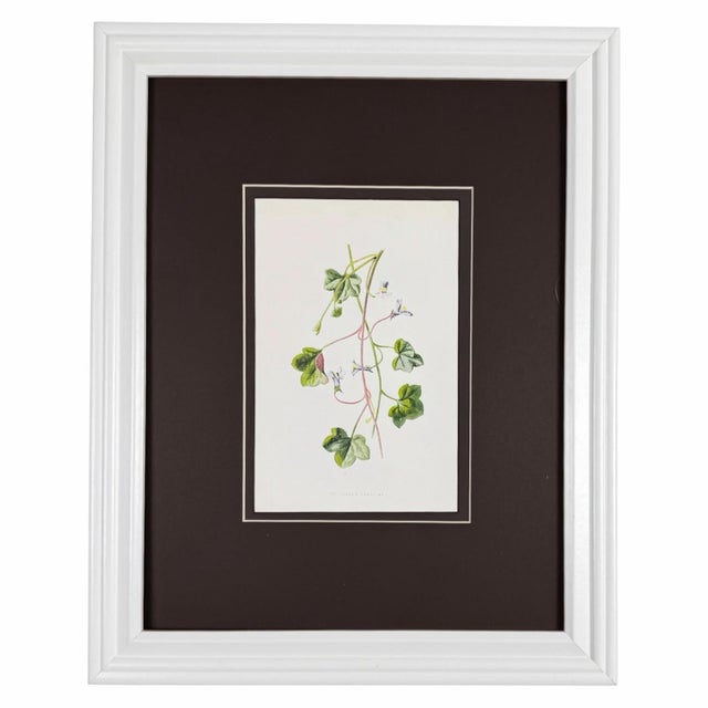 Antique Botanical Print Gallery | Set of 8 F. Edward Hulme Chromolithographs, Framed For Sale - Image 4 of 12
