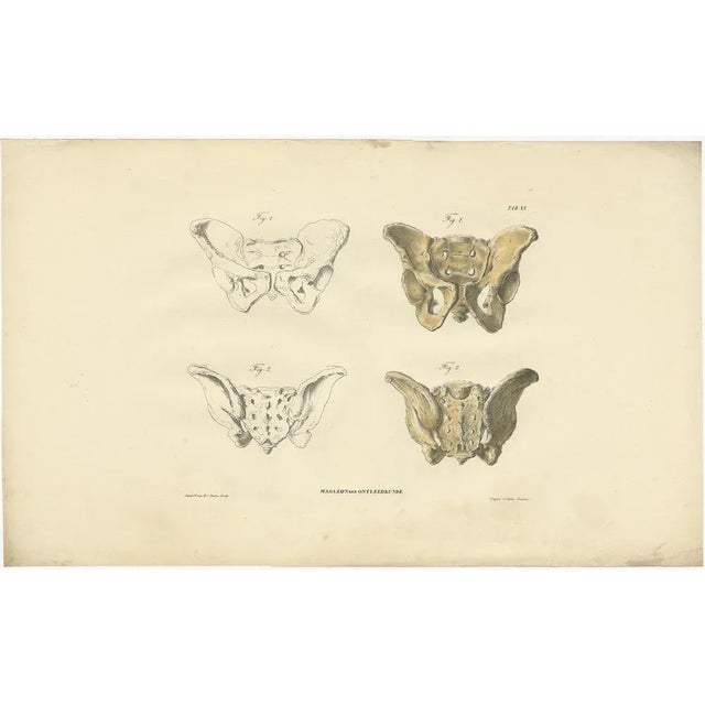 Mid 19th Century Anatomy Illustrations of Osteology, 1839, Prints, Set of 12 For Sale - Image 5 of 14
