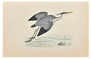 Alexander Francis Lydon, Heron, Woodcut Print, 1870