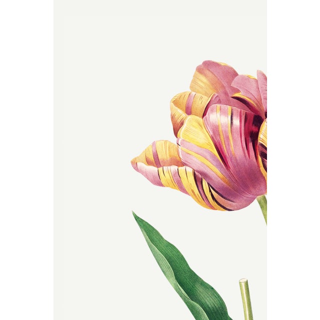 Illustration Tulip by Pierre-Joseph Redouté, Vintage Botanical Art Print, 12" X 16" For Sale - Image 3 of 10