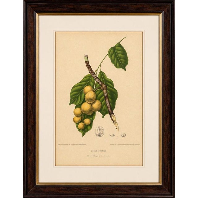 Paper Berthe Hoola van Nooten, Asian Fruit Langsat, 1880, Chromolithograph For Sale - Image 7 of 9