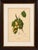 Paper Berthe Hoola van Nooten, Asian Fruit Langsat, 1880, Chromolithograph For Sale - Image 7 of 9