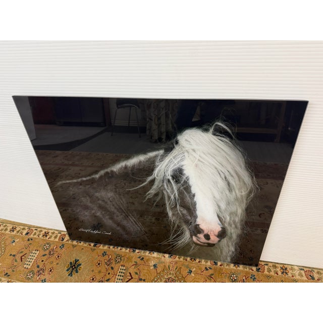 Terry Kirkland Cook Bombshell a Gypsy Vanner Acrylic Print For Sale In San Francisco - Image 6 of 12